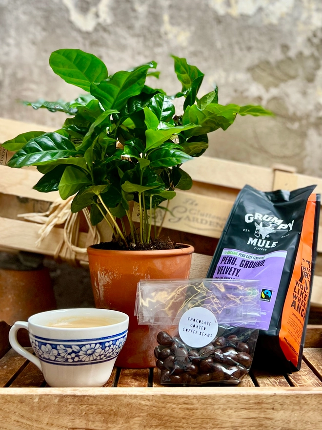 A Coffee plant in a teracotta pot, a bag of ground coffee and a bag of chocolate covered coffee beans on a table in front of the Greedy gardener wooden gift crate. 