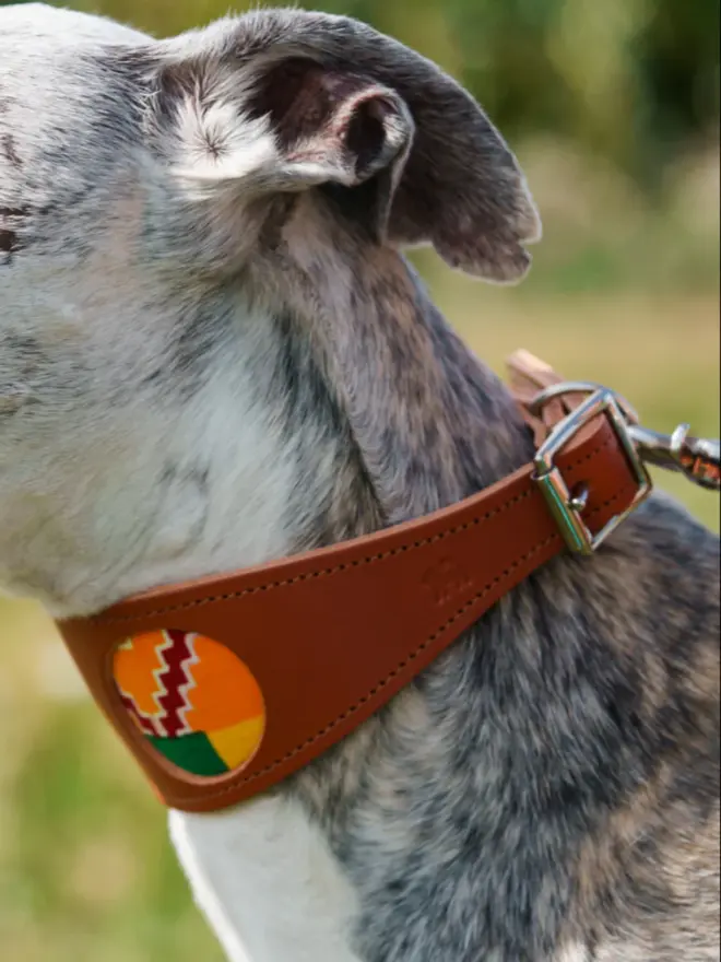 Kente hound collar