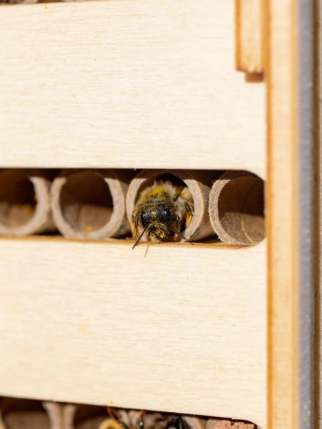 Bee Nesting Tubes for Solitary Bees (pack of 24)