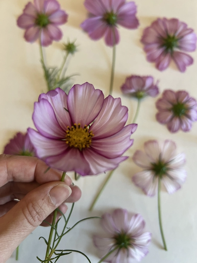 hand holding cosmos flower