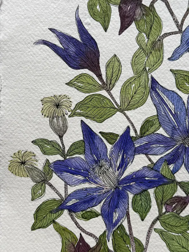 Clematis ‘Arabella’ in a delft vessel