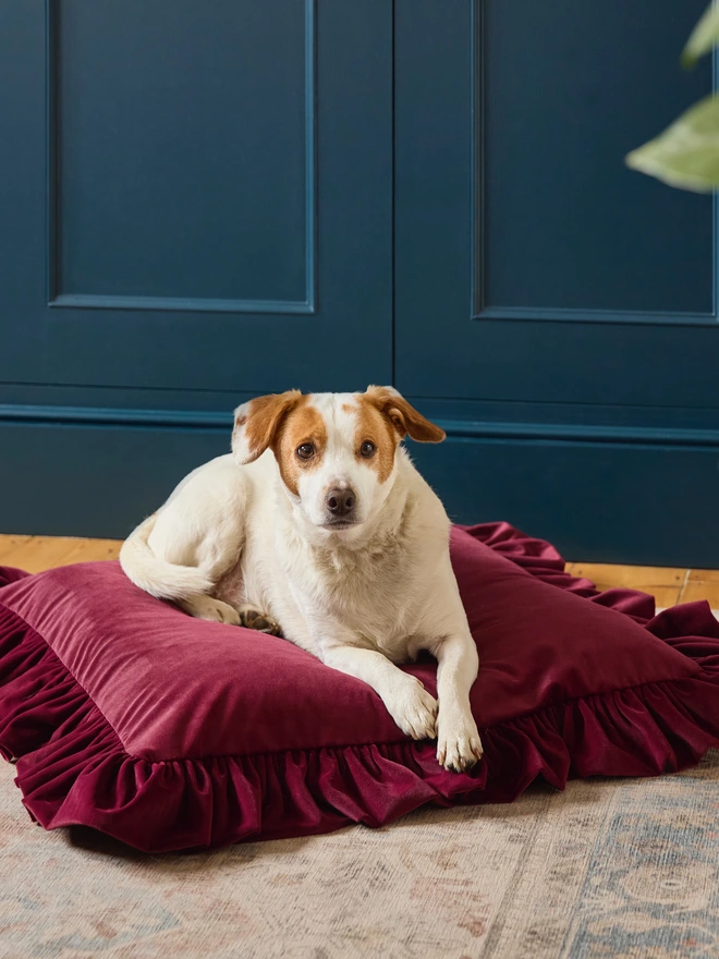 Kika Bespoke oversized ruffled velvet cushion 60x60cm in Burgundy