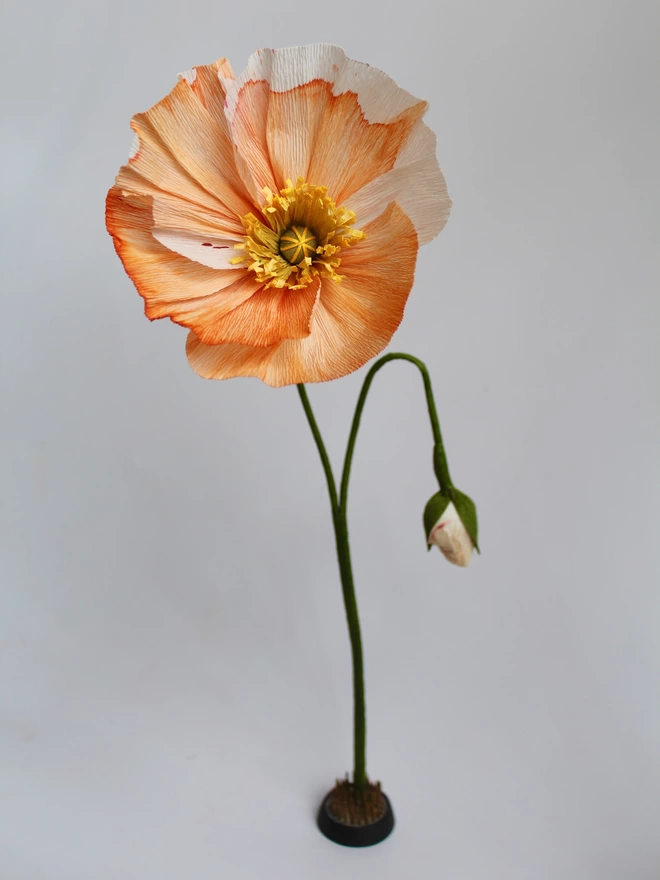 Leo Flowers Icelandic Poppy