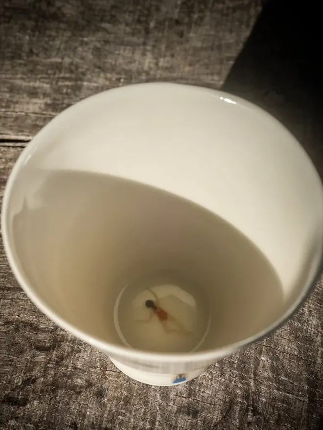 Wild Swimmer's Espresso Cups (Set Of 1, 2 Or 4)