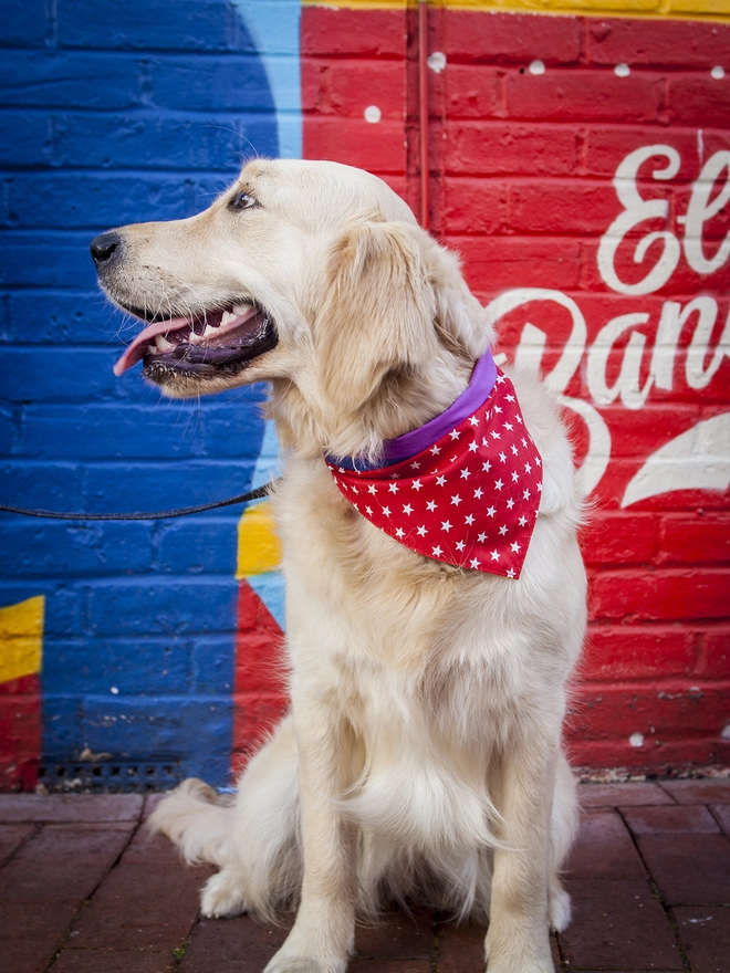 Tie On Red and White Star Dog Bandana on a golden retriever