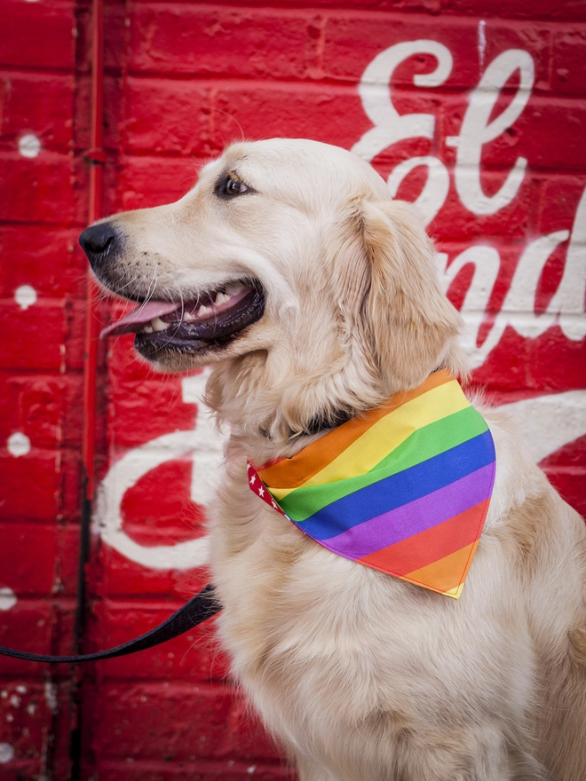 Tie On Pride Dog Bandana