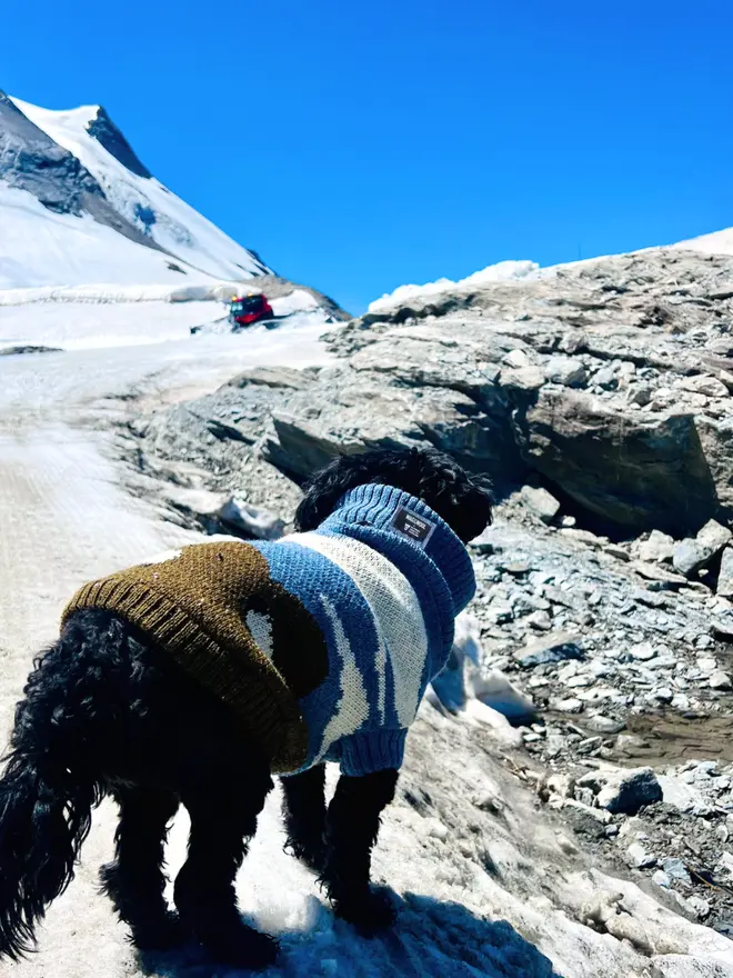 black dog wearing a knitted dog jumper in the mountains