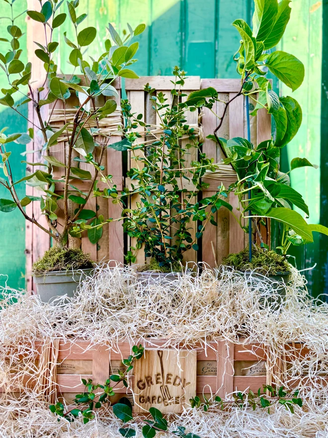 A feijoa plant, chillian guava plant and a kiwi plant in front of a Greedy Gardener wooden gifting crate. 