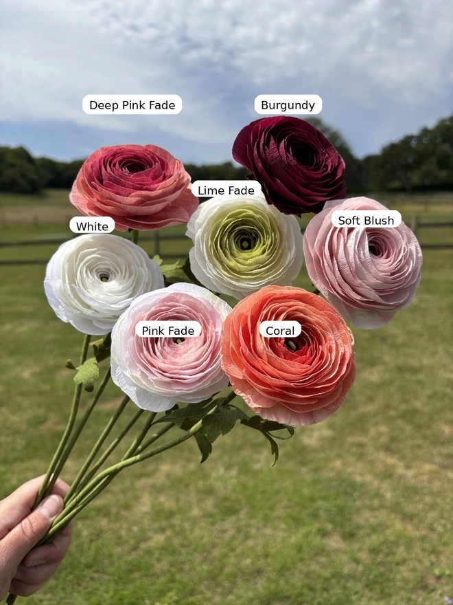Ranunculus bunch with seven colour variants labelled