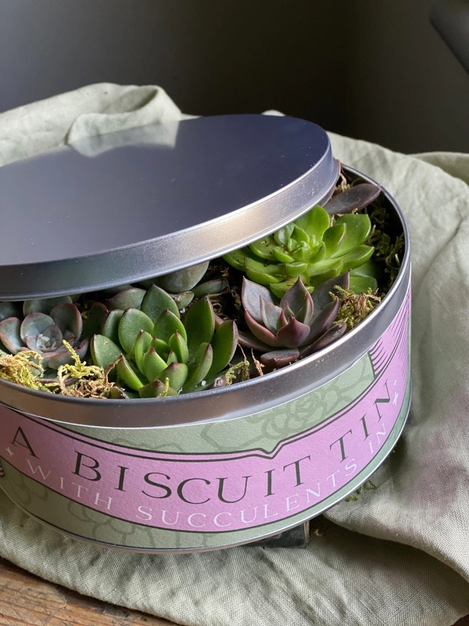 A partially closed silver biscuit tin filled with several succulents, topped with moss and tillandsia. The label on the tin reads 'A Biscuit Tin With Succulents In' on an illustrated pink banner. 