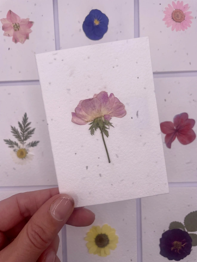 Real Pressed Flower Plantable Notecard, Dog Rose