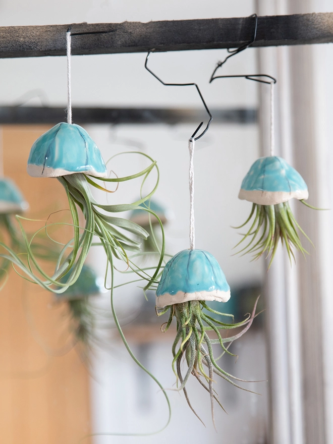 airplant hanging from turquoise ceramic shell, creating the appearance of a jellyfish swimming