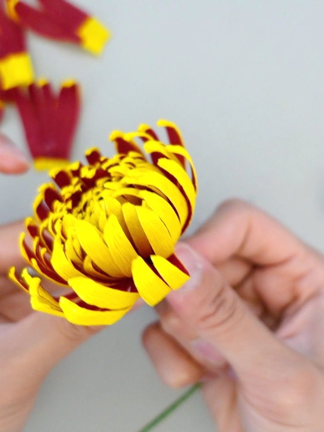 Crepe Paper Chrysanthemum 'Crimson Tide"