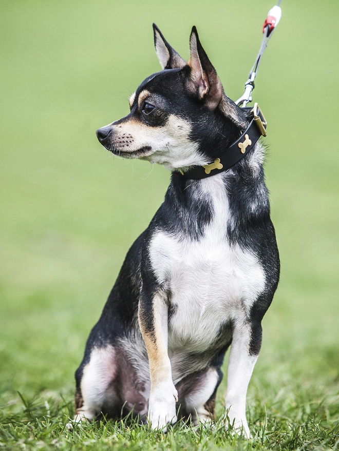 Black Leather Dog Collar With Brass Bones being worn by Star The Chihuahua