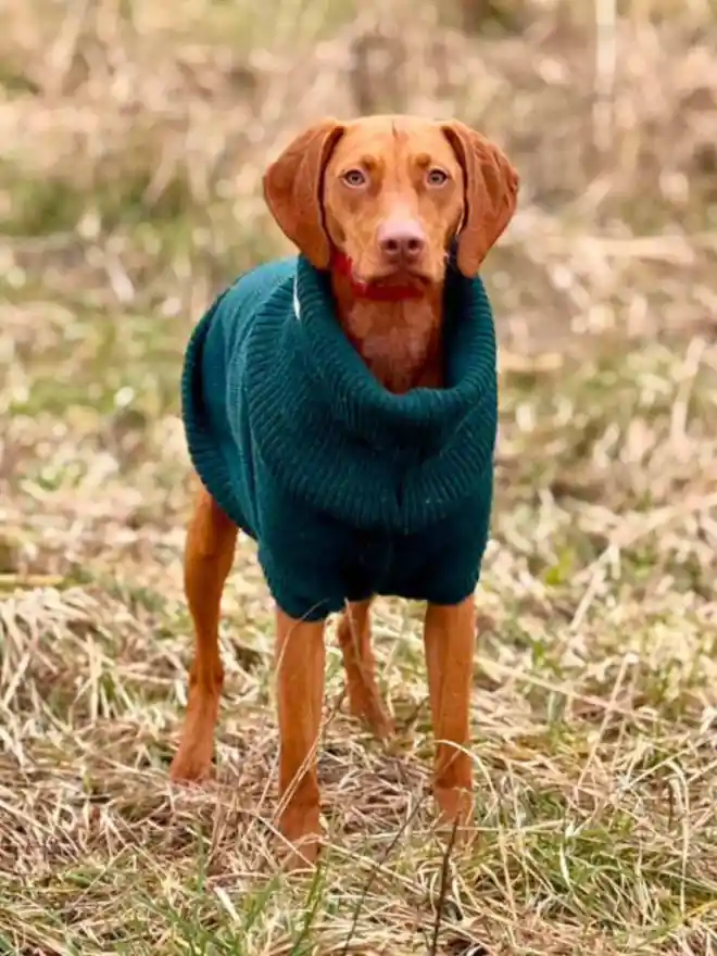 green dog jumper on a viszla 