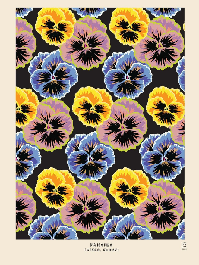 blue yellow and pink pansy Giclee print