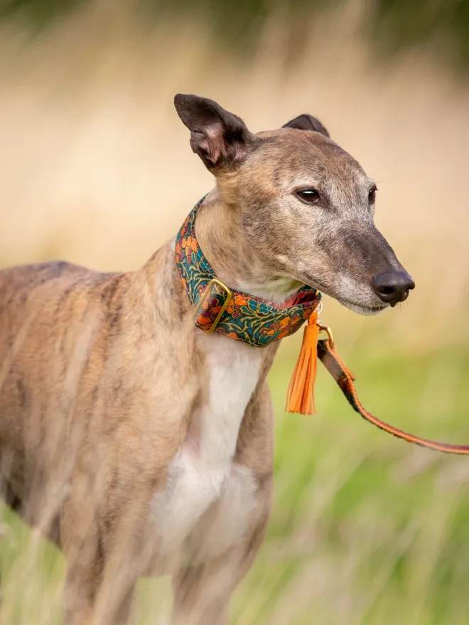 Acanthus Dream House Dog Collar