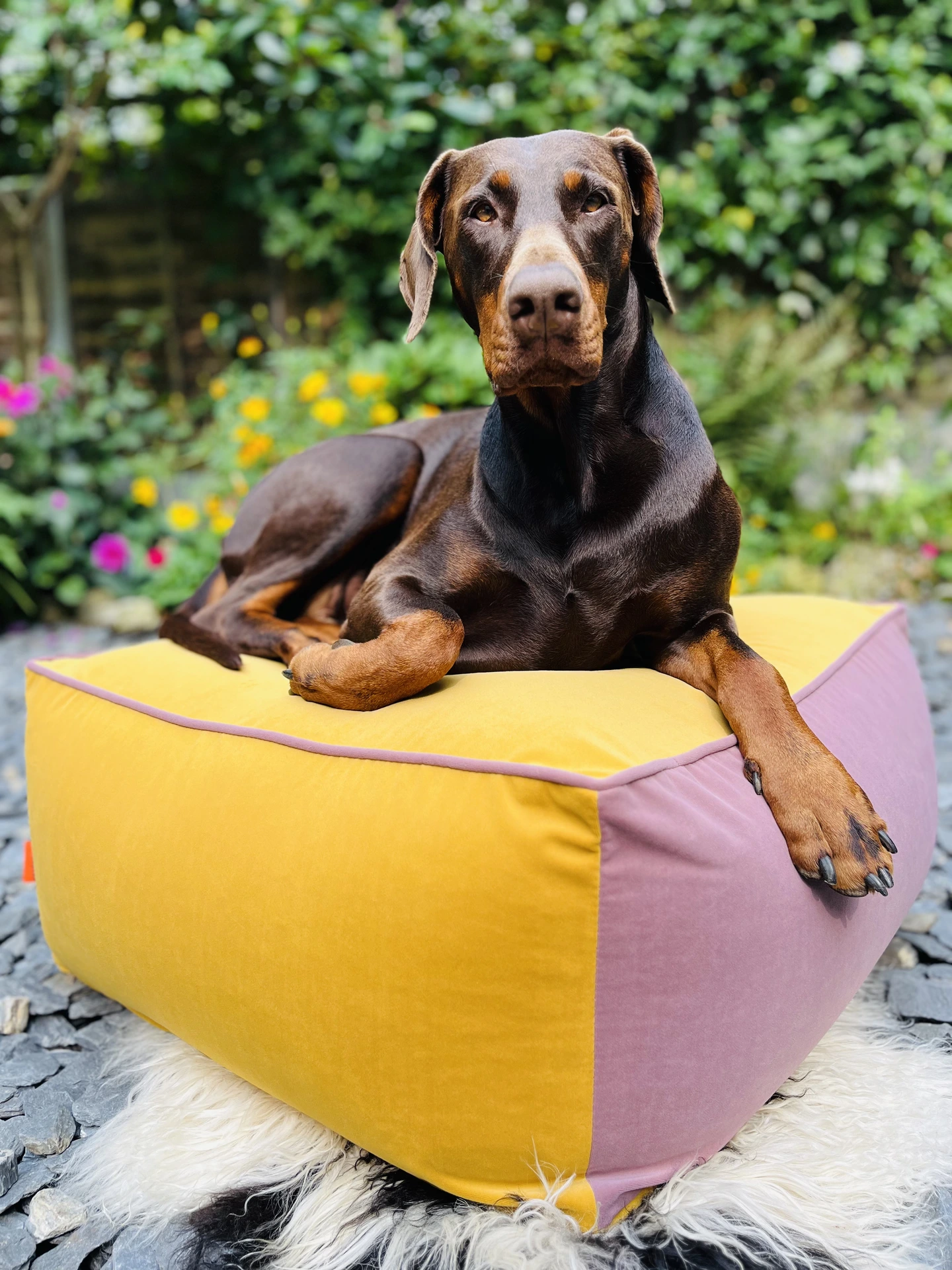 Handmade two-tone velvet Kolor Kube floor cube 60x60cm with Doberman, Kika Bespoke