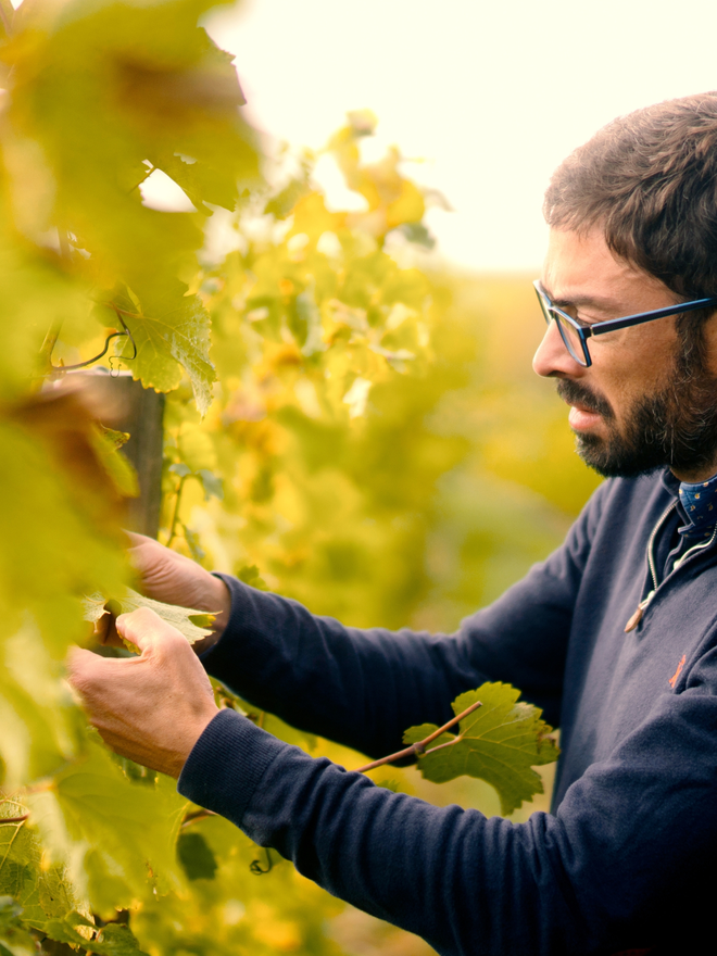 french wine vineyard