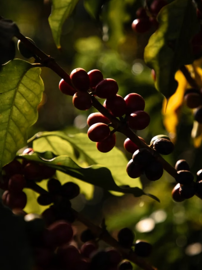 Mió Cornela. Coffee from the farms used by 17 Grams.