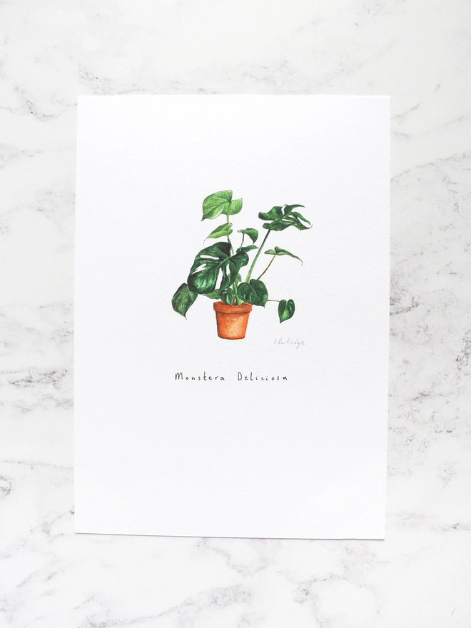 Monstea Deliciosa (swiss cheese plant) house plant print. Painted in watercolour and printed onto white paper. The paper sits on a pale white marble backdrop