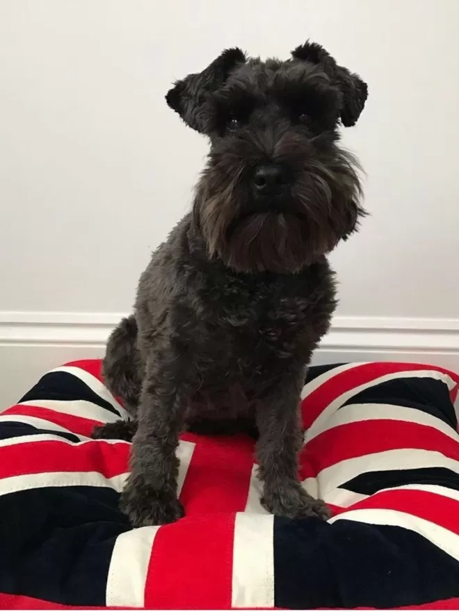 Union Jack Dog Bed With A Schnauzer