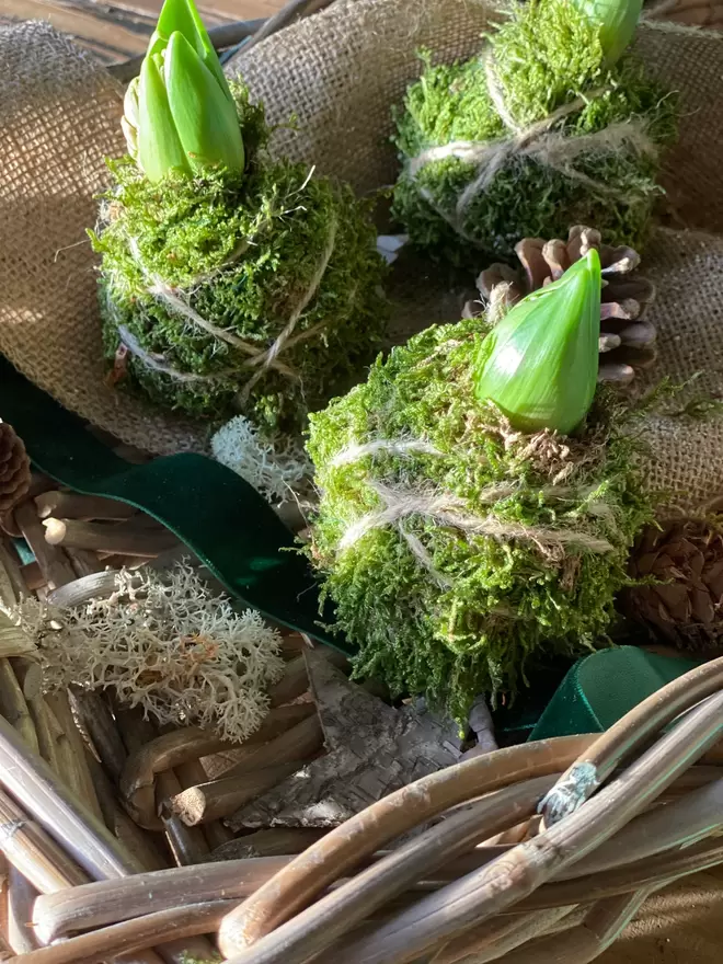 Three individual Hyacinth Kokedama bulbs wrapped in moss and soil,  string attached to hang in any location, sits in a small wicker basket with a pine cone, a dark green velvet ribbon one cm wide hangs across the basket, together with a thicker band of hessian looking material drapes over the basket, dried moss and a wooden bark star can also be seen.