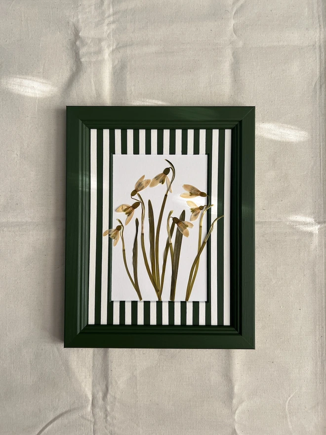 pressed snowdrop flowers in painted dark green wooden frame