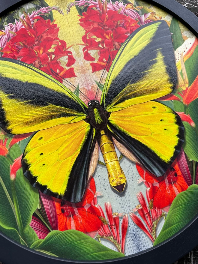 Close up view of Goliath Birdwing Butterfly showing details from the artwork. The close up shows details of the hand finished spot varnish on the yellow butterfly.