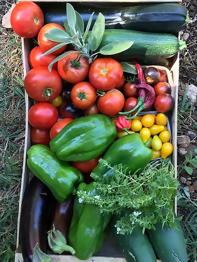Tomato soup ingredients from the vegetable garden