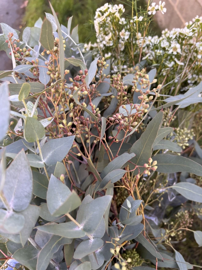Fresh eucalyptus and wax flowers bouquet