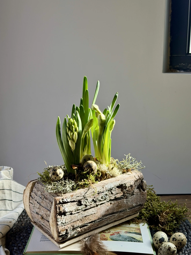 The planted cedar wood trough resting on a wooden table.