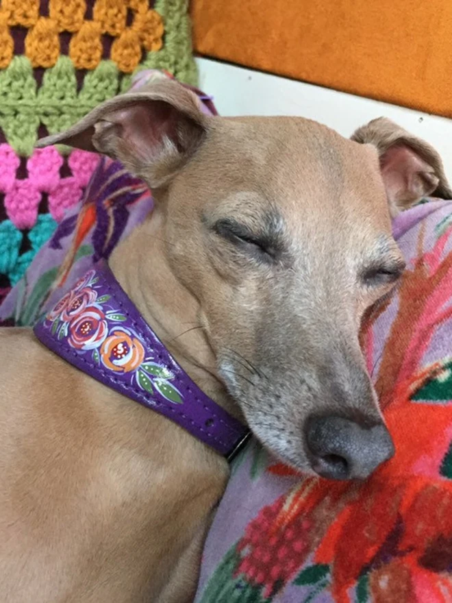 sleeping greyhound wearing purple floral hand painted leather collar