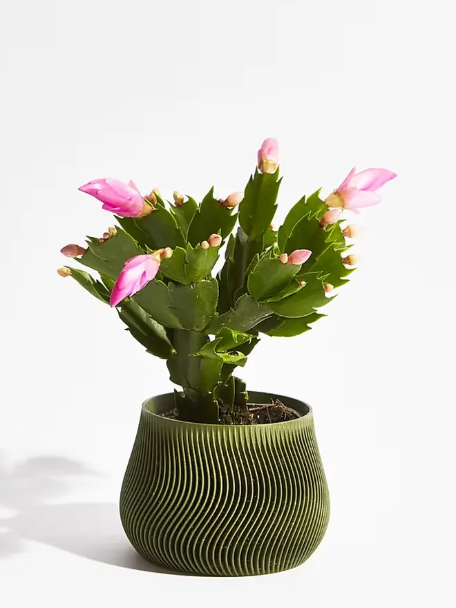 Sustainable 3D Printed Forest Green Plant Pot, groovy design against a white background. 