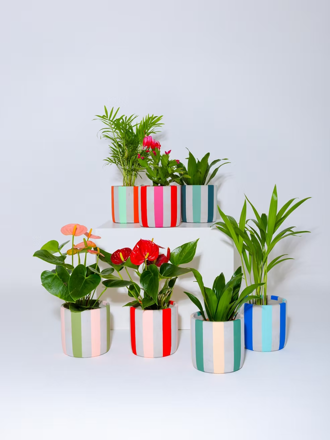 coloured stripes concrete plant pot. a selection of grey plant pots decorated with coloured stripes.