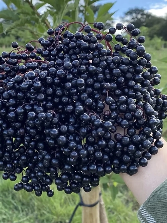 Elderberry & Lemon Cordial (Set Of 1, 2, 3 Or 4), the berries used for the cordial. 