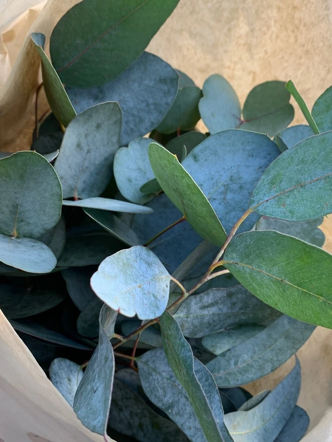 eucalyptus wrapped in tissue paper