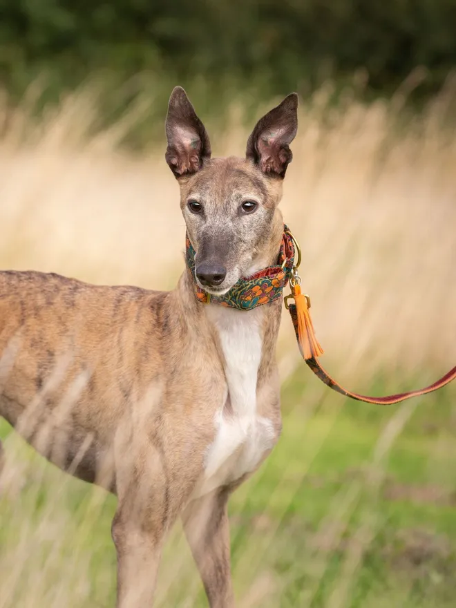 Acanthus Dream House Dog Collar