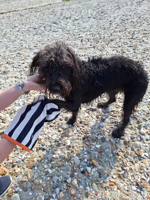 Striped dog drying mitt. 100% absorbent cotton. Easy to use and fits all. 
