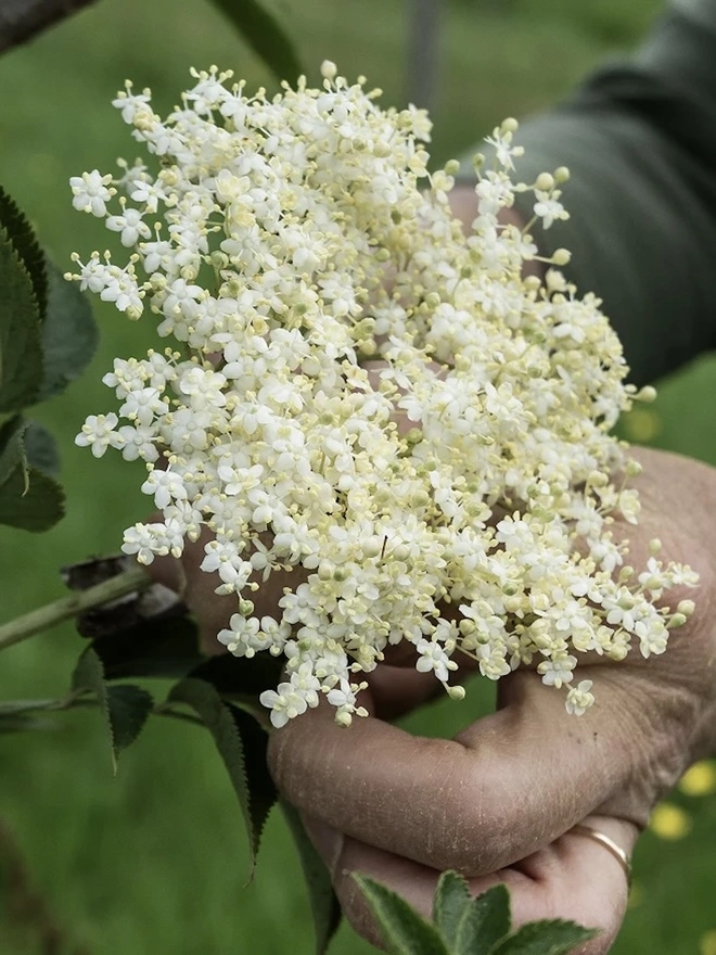 Elderflower Cordial (Set Of 1, 2, 3 Or 4), the elderflower held by someone for the cordial. 