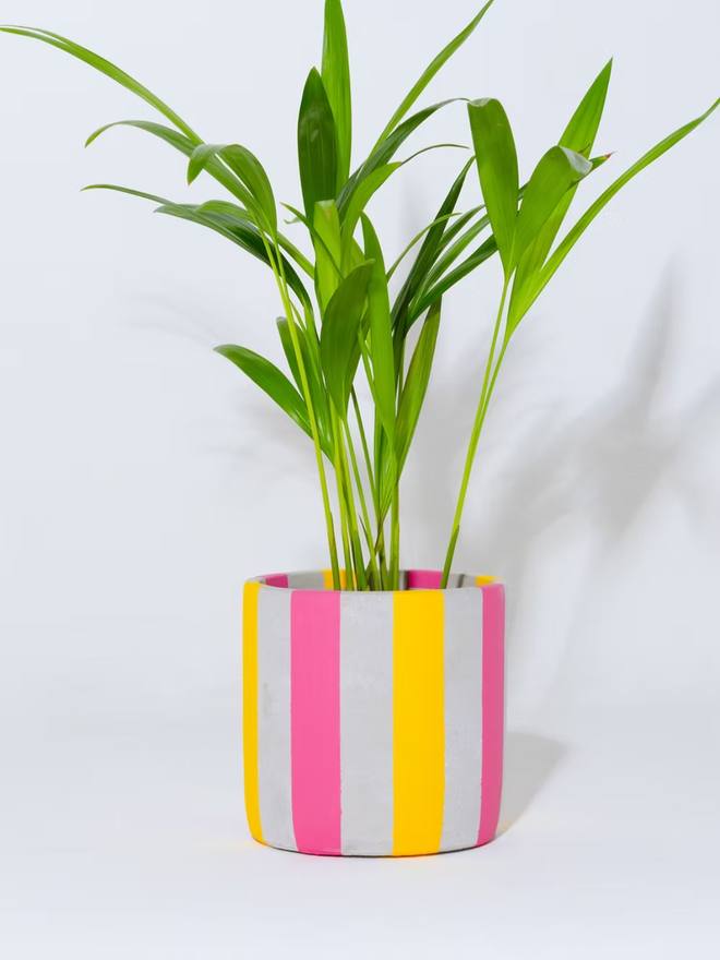coloured stripes concrete plant pot. a grey plant pot with yellow and pink stripes.