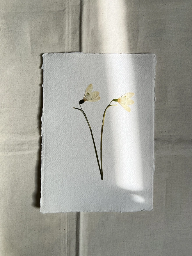 pressed snowdrop flowers on handmade paper