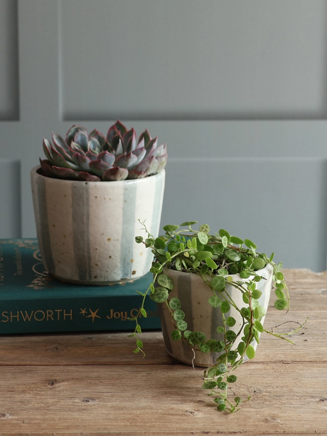 Mini and Small Handmade Ceramic Stoneware Plant Pots in Blue and White Stripe. The small plant pot is filled with a succulent plant and sits on top of a book. The mini plant pot is filled with a trailing plant and sits on the wooden surface in front of the book. 