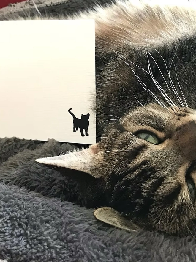 Personalised Cat Correspondence Cards (Set Of 10, 20 Or 40), white cat icon correspondence letter, next to a cat. 