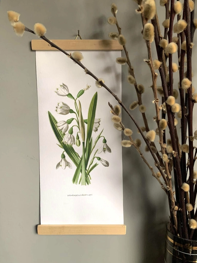 Poster style print of snowdrops