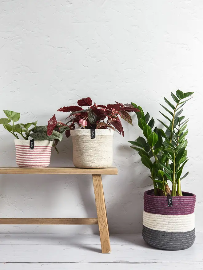 Large Striped Cotton Pot