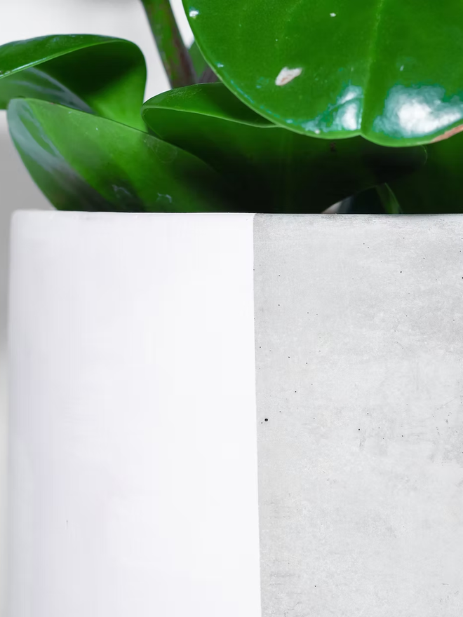 half & half concrete plant pot. a grey concrete plant pot painted half white.