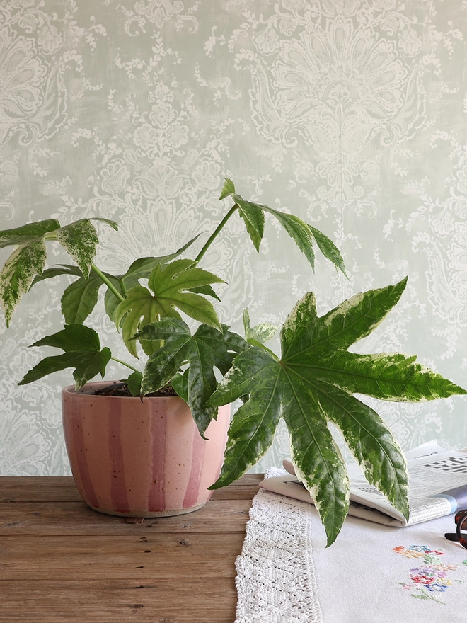 Large Handmade Ceramic Stoneware Plant Pot in Pink Stripe sat on a wooden table next to a vintage tablecloth, a newspaper and a pair of glasses. The plant pot is filled with a leafy ‘spidersweb’ plant. 