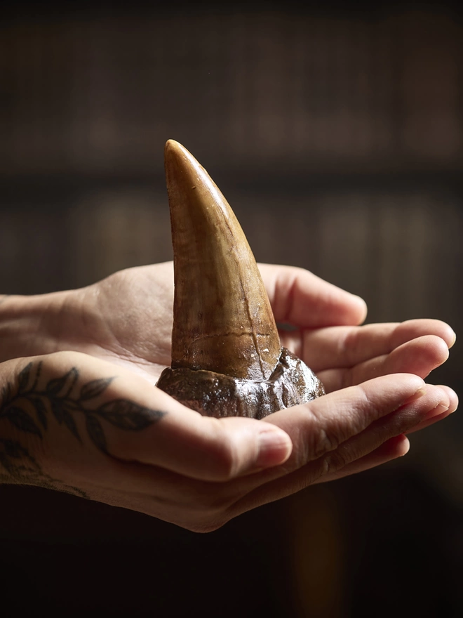 Realistic T-Rex dinosaur tooth made in chocolate sitting in woman's hands