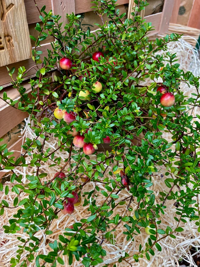 Wonderful wild cranberry plant laden with lots of cranberries placed in front of wooden crates and wood wool.